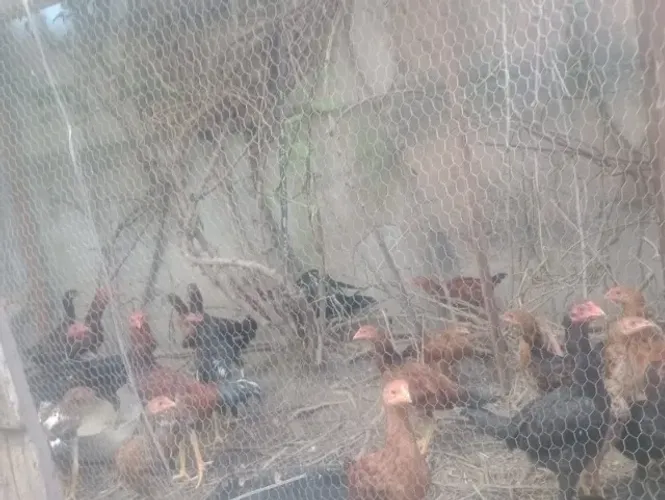 Franguinhos