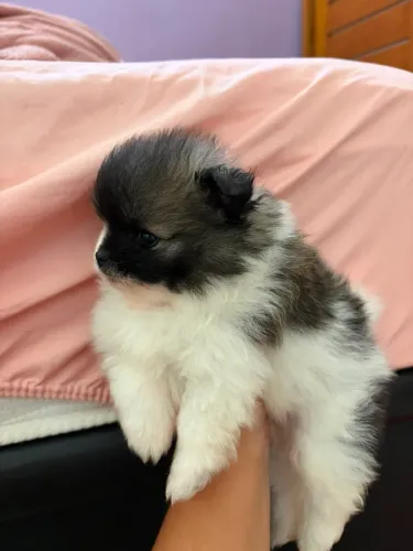 Filhotes lulu da pomerania anao