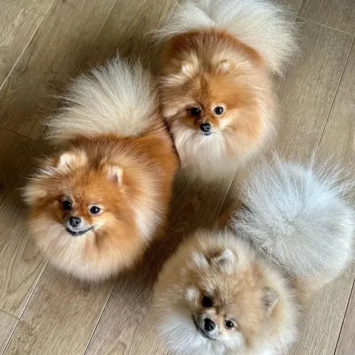 Spitz mini 