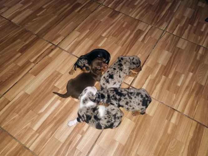 Dachshund (salsicha)