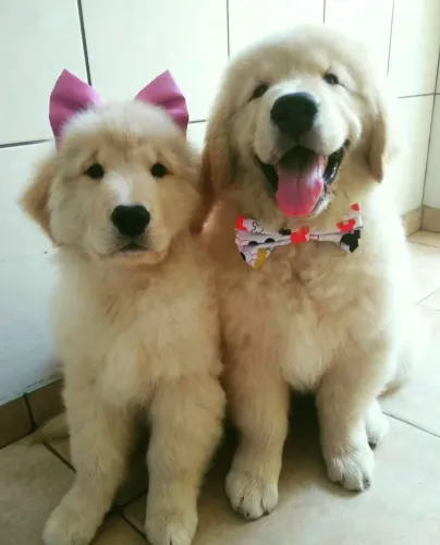 Golden retriever lindos e apaixonante esperando por vc aqui