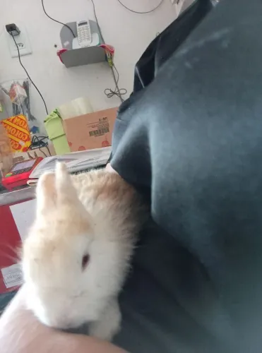 Filhotes de coelho olhos vermelhos é azuis 