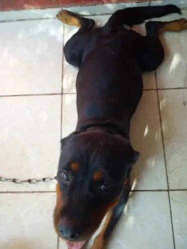 Rottweiler macho cabeça de touro