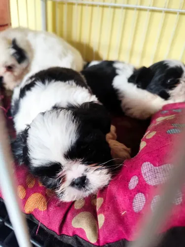 Cachorrinha Mini shitsu