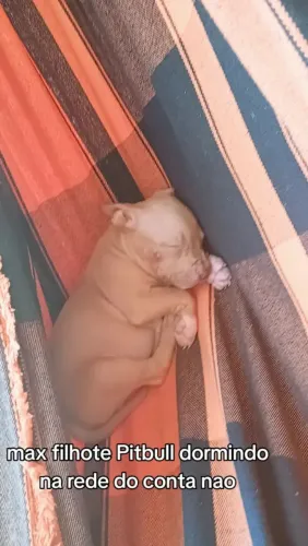disponíveis filhotes pitibull 