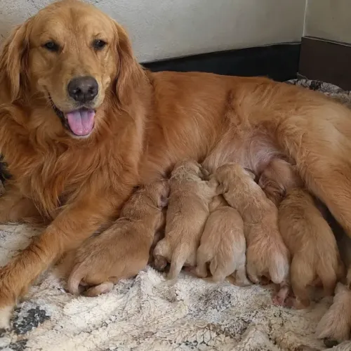 Doa-se filhote de Golden Retriever