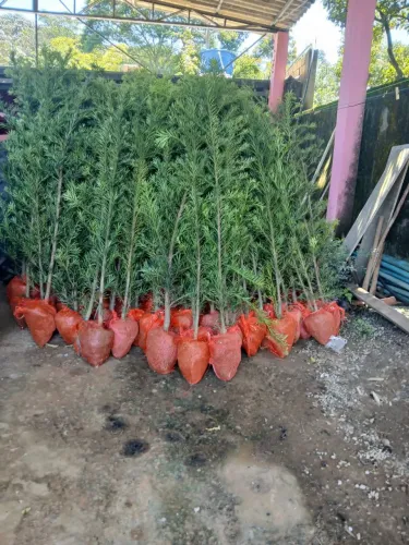 Plantas pra sua cerca viva média 1 metro altura