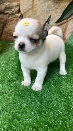 Chihuahua pelo longo e curto
