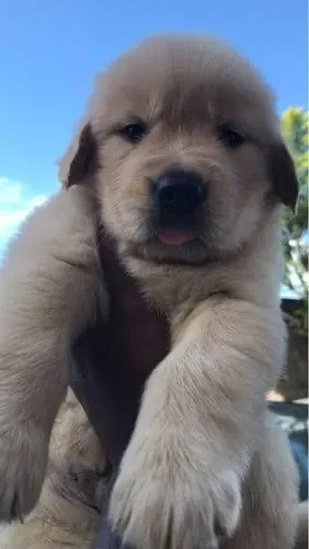 Golden Retriever Suporte e Garantia