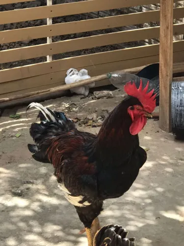 Vende-se #Casal de galinha Caipira balão sertanejo 