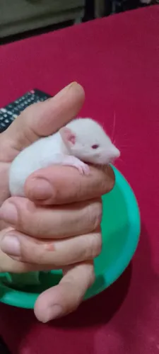 ratinho Dumbo um pet que interage com o dono 