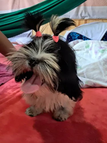 Shih tzu fêmea linda 