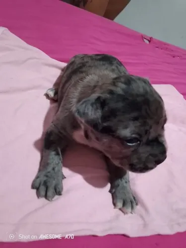 Cachorro