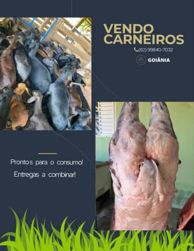 Cordeiro 