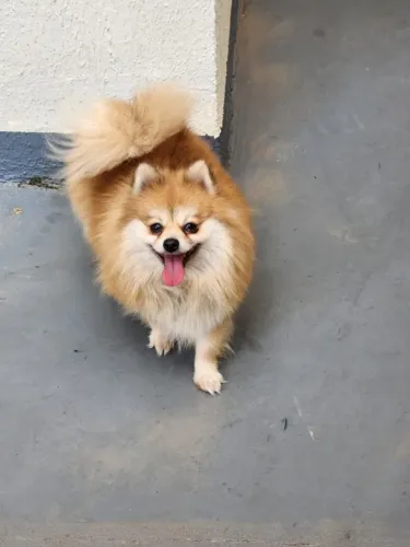 Lulu da Pomerania - Fêmea Anão