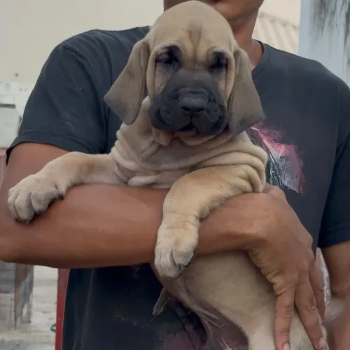 Fila brasileir macho