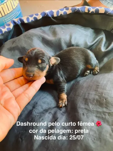 Vendo Dachshund / Salsichinha!<br>Mais informações entre em contato *)