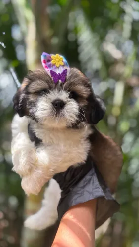 Shihtzu fêmeas ENTREGA IMEDIATA