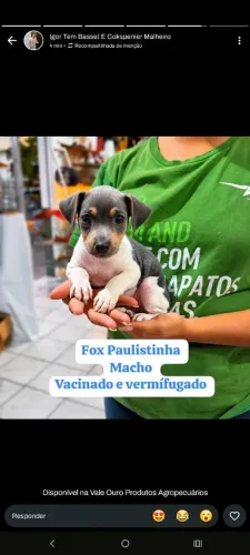 Fox Paulistinha 