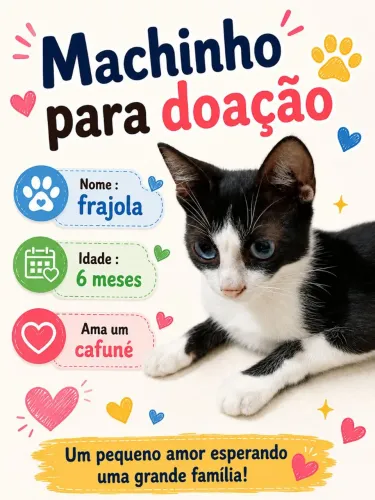 Lindos gatinhos para adoção