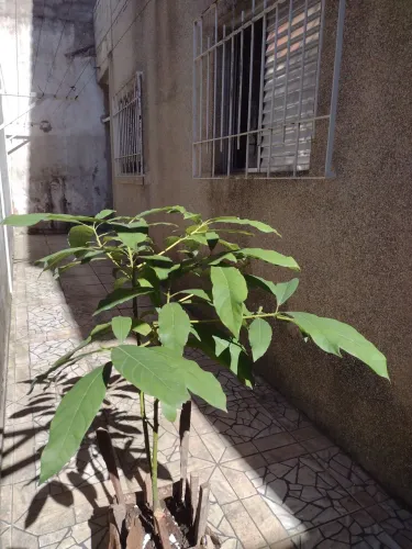 Maravilhosa muda de abecate manteiga