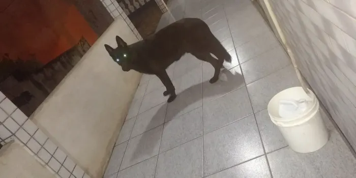 Disponível para cruza!