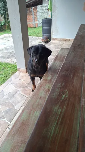 Rottweiler Fêmea procura Namorado