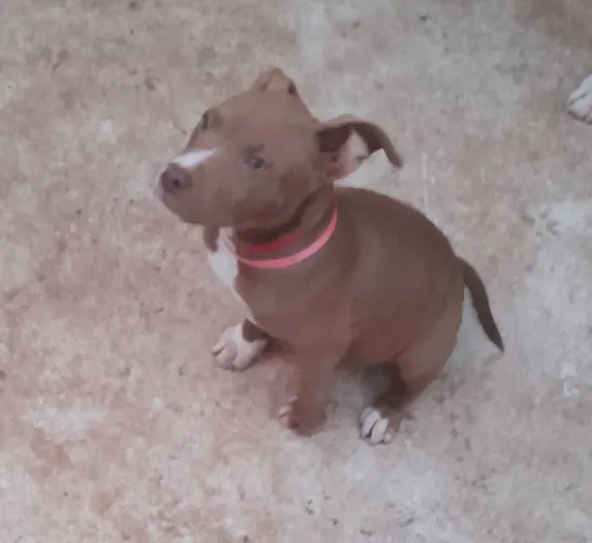 Cachorro