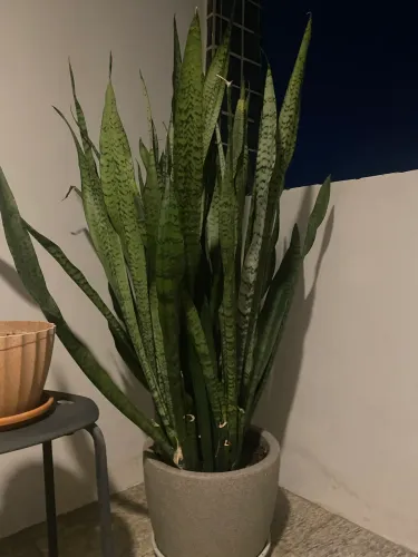 Vasos e Plantas