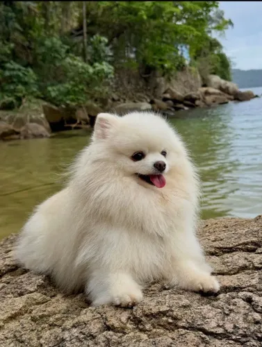 Com sua pelagem encantadora, o Spitz alemão chama atenção por onde passa.