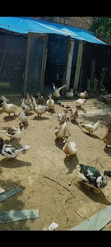 Vendo patos adultos.<br>Valor: R$ 50,00 a unidade.