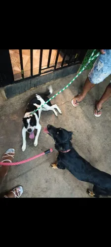 Doação de 3 pets