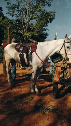 Cavalo Mangalarga Marchador