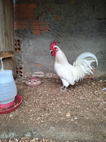 Vendo ganizé branco