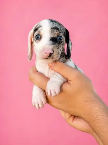 Dachshund conquistando corações todos os dias