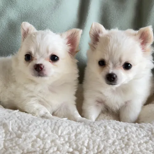 Chihuahua. 2 lindos meninos de pelagem longa branco com creme. Alegres e super carinhoso!
