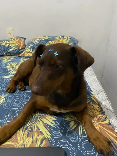 Doa-se cachorrinha