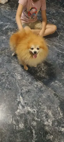 lulu da pomerania