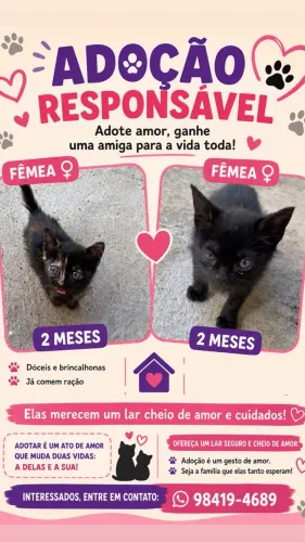 Filhotes para adoção responsável