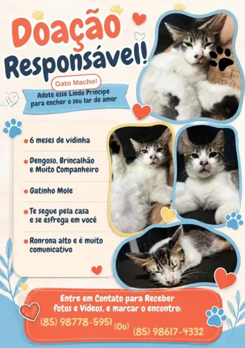 Doação de gatinho 