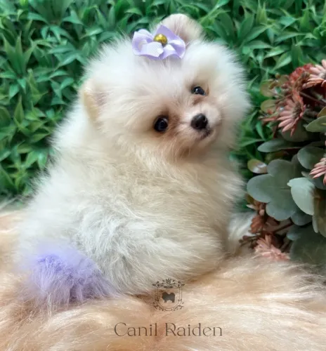Filhote de spitz alemão fêmea