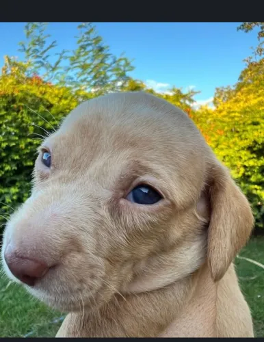 Filhote danshund fêmea