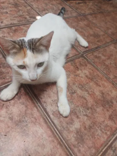 Linda gatinha pra doação docil e companheira