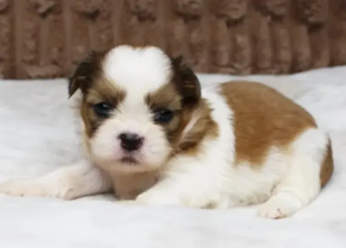 Lhasa Apso Filhotes Alto Padrão.