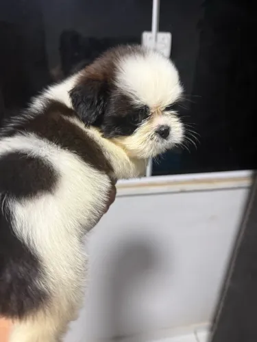 shitzu puro / mãe tem pedigree