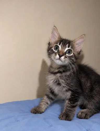 doação de gato