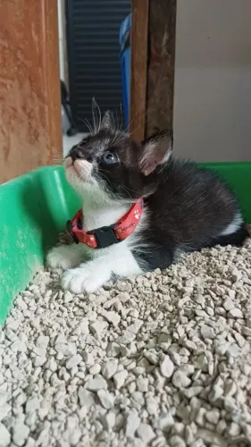 Gatinho para adoção