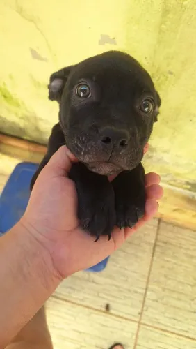 Filhote de Pit Monster com 4 meses de vida, já vermifugado.