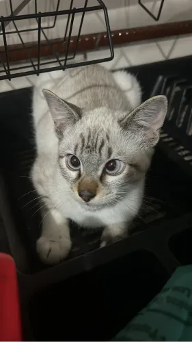 Doaçao de filhote de gato