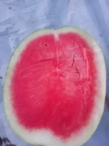 Venda de melancia 